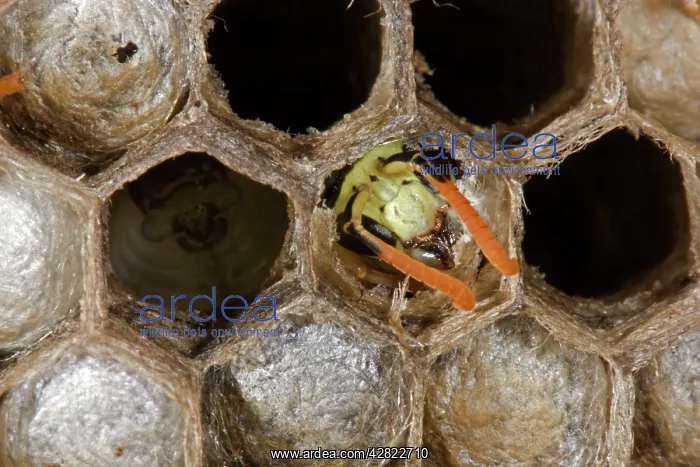 : European Paper WASP - male emerging as adult, nests : European Paper WASP - male emerging as adult, nests