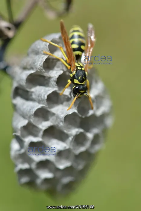: European paper wasp (Polistes dominula) building : European paper wasp (Polistes dominula) building