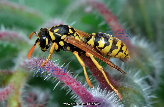 : European paper wasp (Polistes gallicus) on Borage : European paper wasp (Polistes gallicus) on Borage