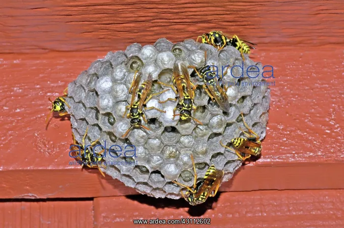 : European Paper Wasps : European Paper Wasps