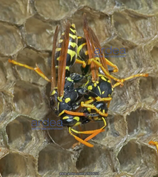 : European Paper WASPS - female being fed regurgitated : European Paper WASPS - female being fed regurgitated