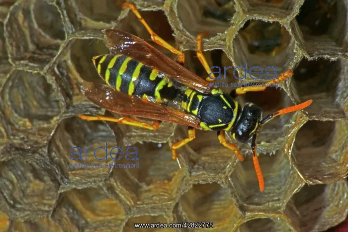 : European Paper Wasps - female at nest : European Paper Wasps - female at nest