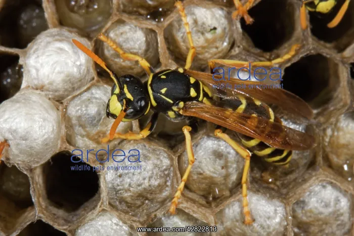 : European Paper Wasps - female at nest in open comb : European Paper Wasps - female at nest in open comb