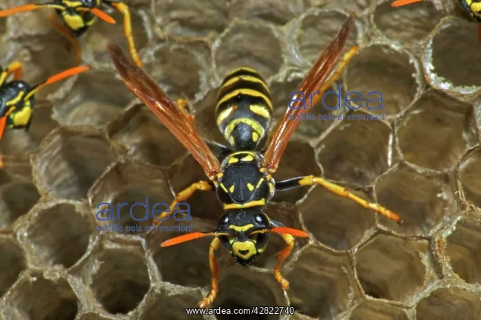 : European Paper Wasps - female at open comb : European Paper Wasps - female at open comb