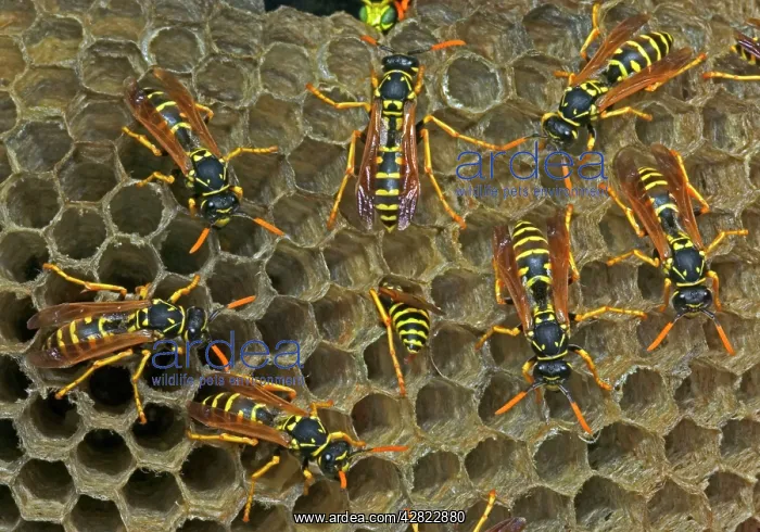 : European Paper Wasps - females at nest in open comb : European Paper Wasps - females at nest in open comb