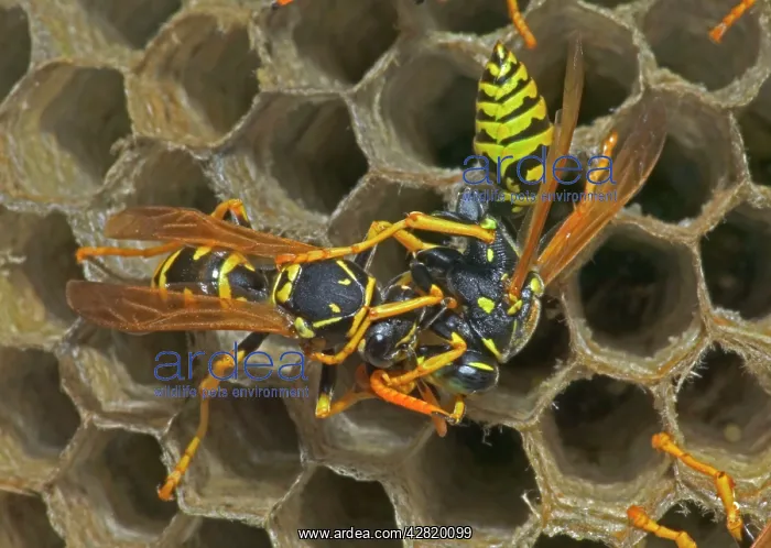 : European Paper WASPS - male (right) being fed regurgitated : European Paper WASPS - male (right) being fed regurgitated