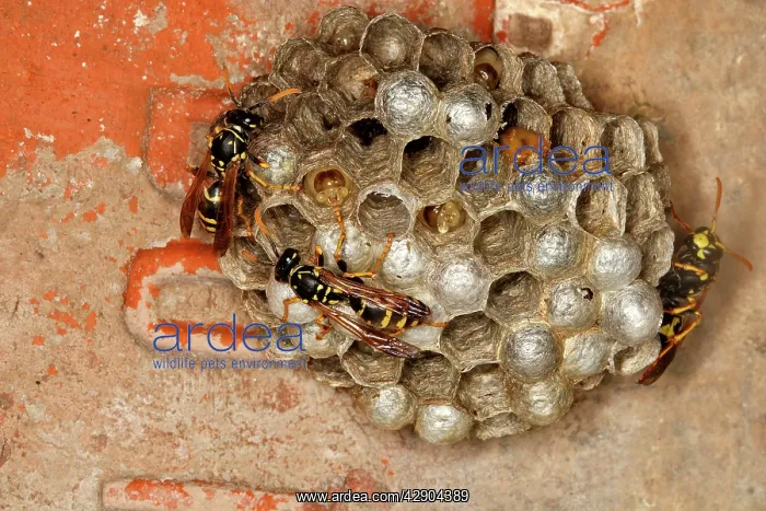 : European Paper Wasps - at nest under house roof : European Paper Wasps - at nest under house roof