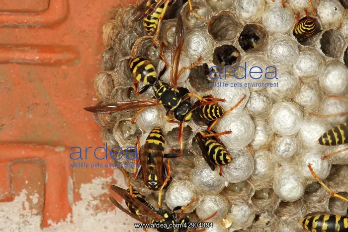 : European Paper Wasps - at nest under house roof : European Paper Wasps - at nest under house roof
