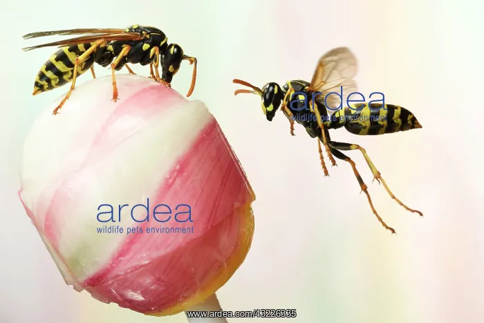 : European Paper Wasps (Polistes dominula) on a lollipop : European Paper Wasps (Polistes dominula) on a lollipop