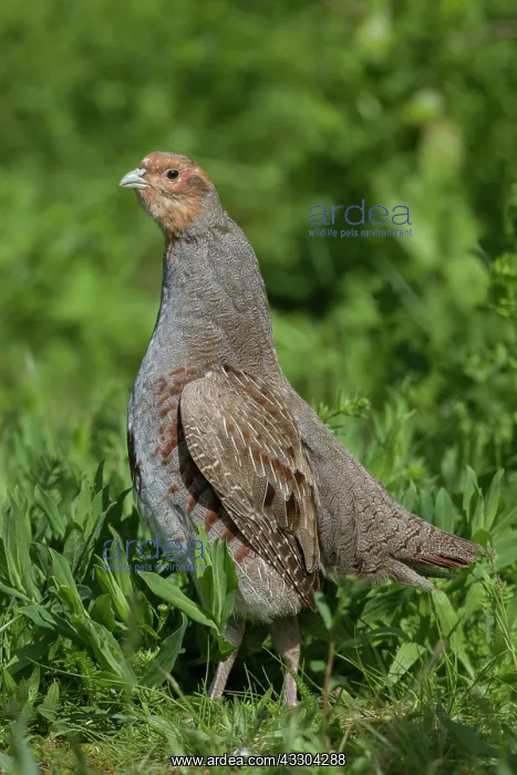 : European Partridge - adult male - Germany : European Partridge - adult male - Germany