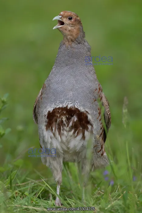 : European Partridge - calling male - Germany : European Partridge - calling male - Germany