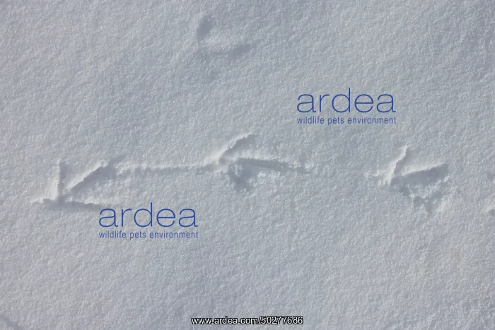 : European Partridge track : European Partridge track