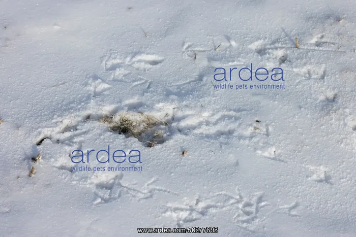 : European Partridge track : European Partridge track