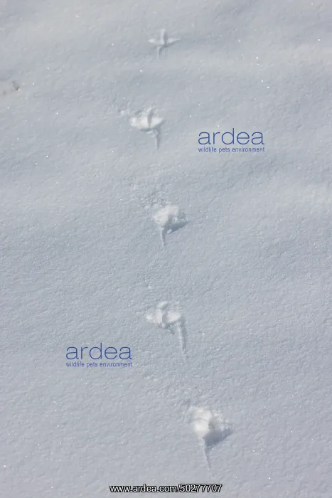 : European Partridge track : European Partridge track