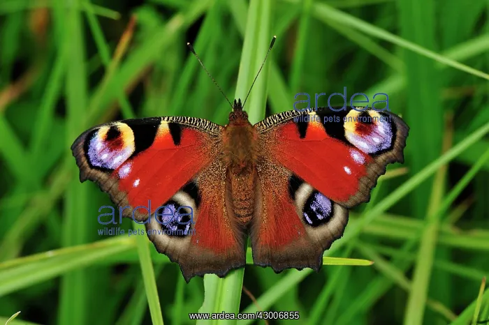  : European Peacock
