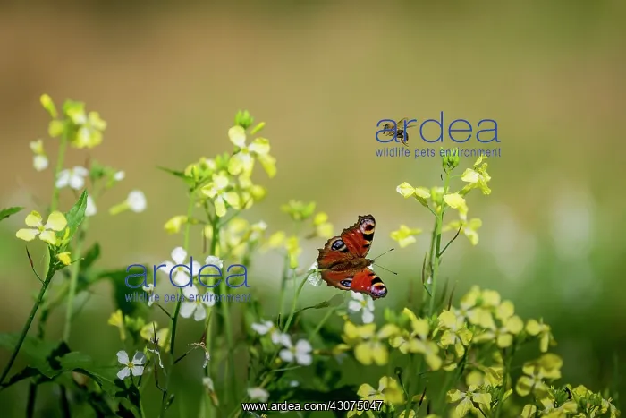 : European Peacock : European Peacock