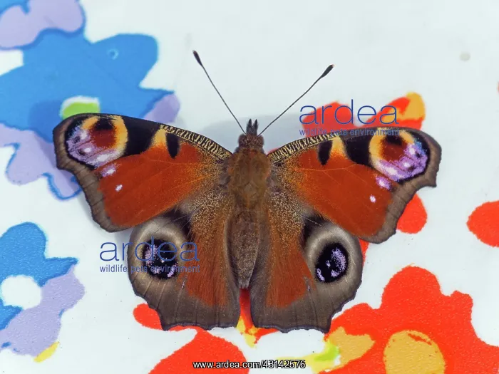 : European Peacock : European Peacock