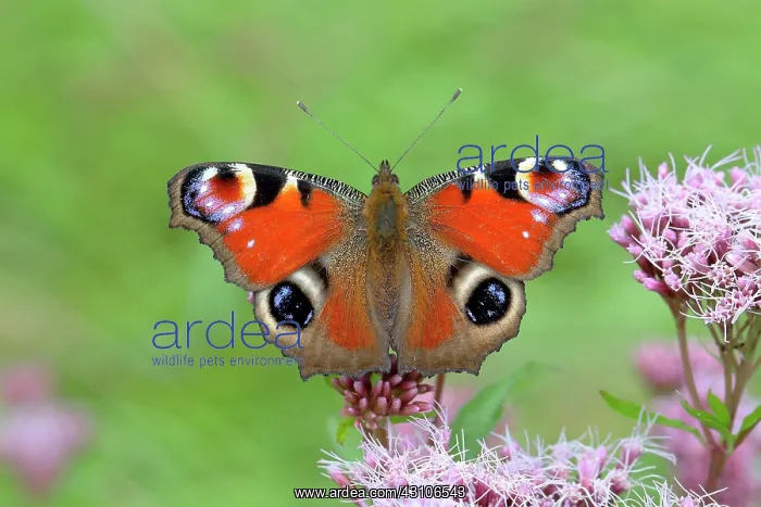 : European peacock (Aglais io) on common waterweed : European peacock (Aglais io) on common waterweed