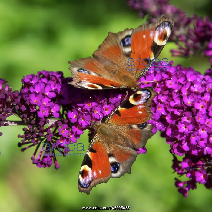 : European Peacock butterflies : European Peacock butterflies