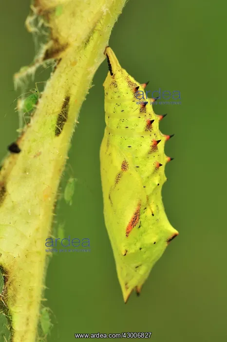 : European Peacock chrysalis pupa : European Peacock chrysalis pupa