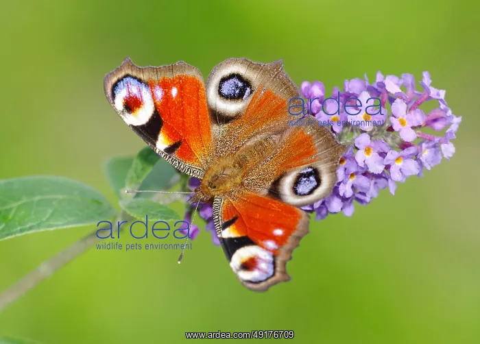 : European Peacock (Inachis io, Io nymphalis) Heidenreichstein : European Peacock (Inachis io, Io nymphalis) Heidenreichstein