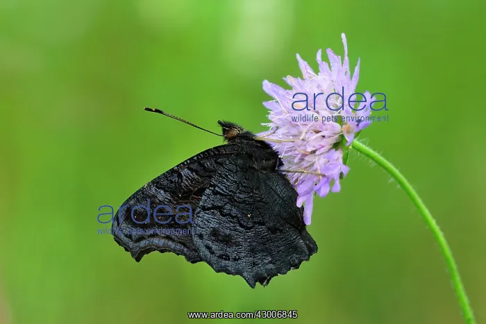 : European Peacock underwing : European Peacock underwing