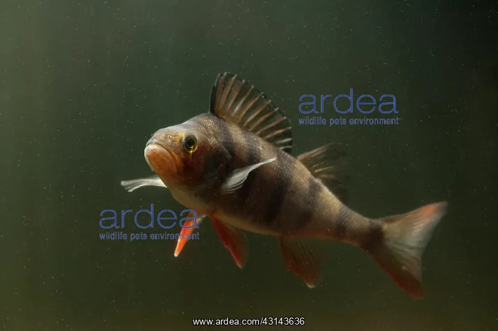 : European Perch : European Perch