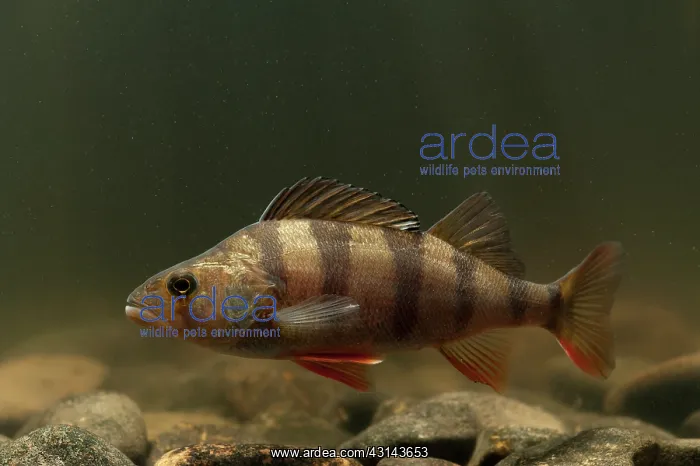 : European Perch : European Perch