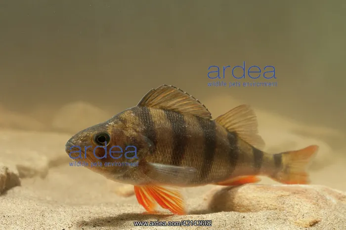  : European Perch