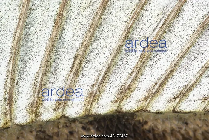 : European Perch : European Perch