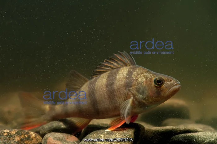 : European Perch : European Perch