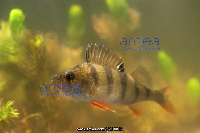 : European Perch : European Perch