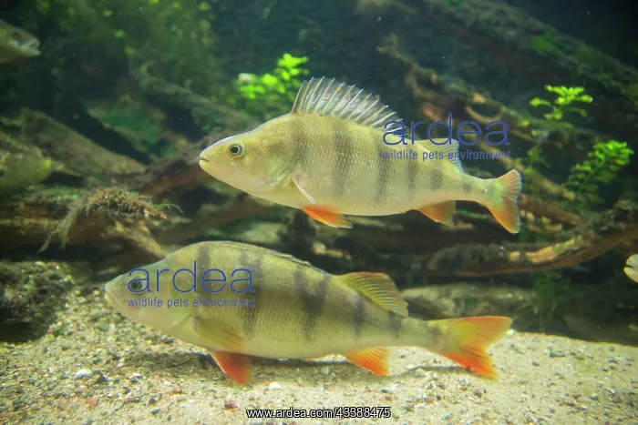: European Perch : European Perch