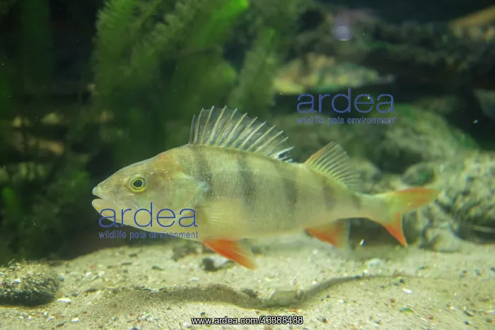 : European Perch : European Perch