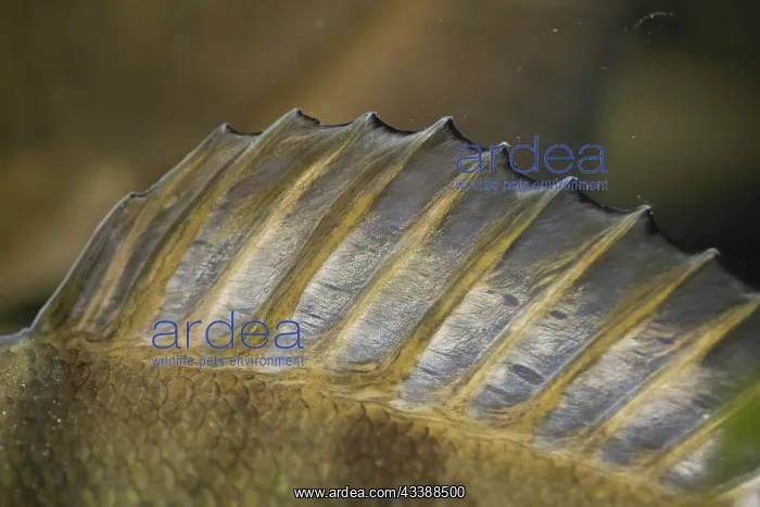 : European Perch : European Perch