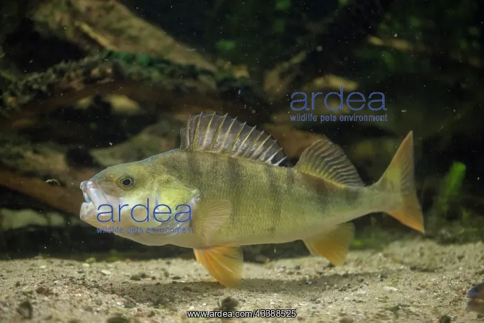 : European Perch : European Perch