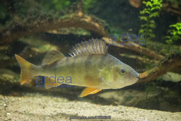 : European Perch : European Perch