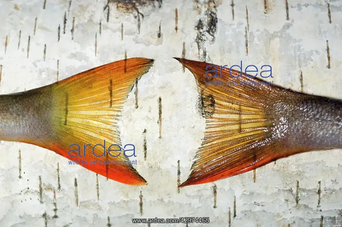  : European Perch - two fish-tails placed on a birch-tree