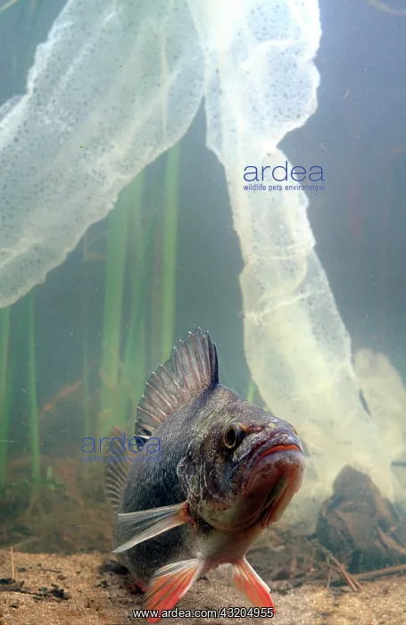 : European perch and its laying (Perca fluviatilis) : European perch and its laying (Perca fluviatilis)