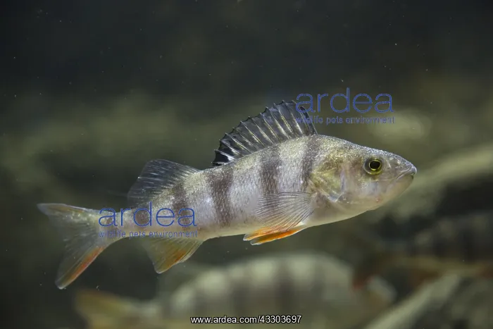  : European Perch, Redfin Perch - fish under water