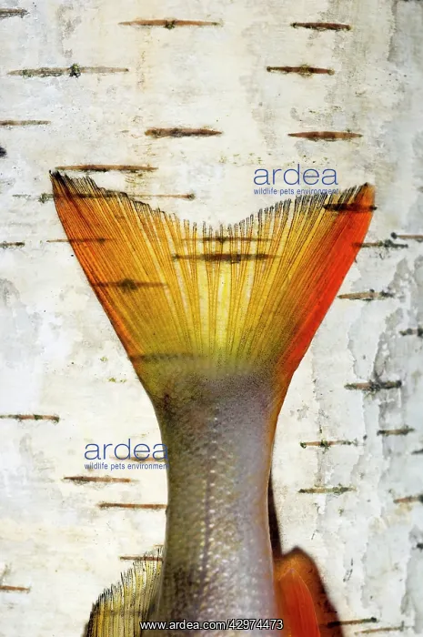  : European Perch - single fish-tail placed on a birch-tree