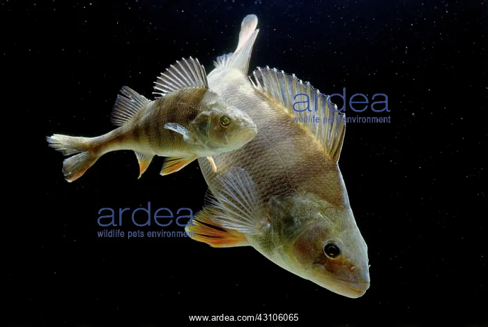 : European perches (Perca fluviatilis), captive, France : European perches (Perca fluviatilis), captive, France