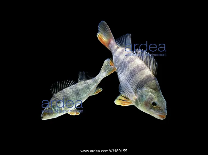 : European perches (Perca fluviatilis), captive, France : European perches (Perca fluviatilis), captive, France