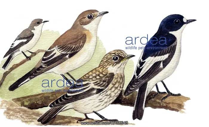 : European Pied Flycatcher : European Pied Flycatcher