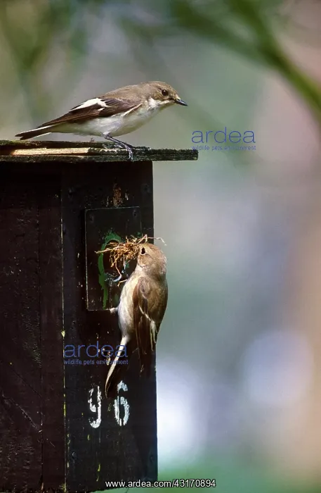 : European Pied Flycatcher : European Pied Flycatcher