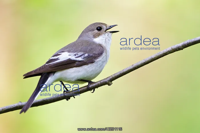 : European Pied Flycatcher : European Pied Flycatcher