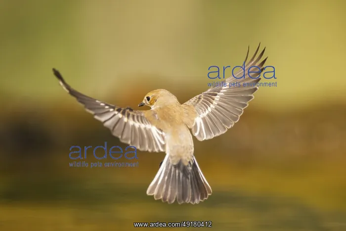 : European Pied Flycatcher (Ficedula hypoleuca) in flight at a water pool : European Pied Flycatcher (Ficedula hypoleuca) in flight at a water pool