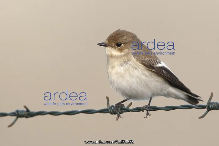 : European Pied Flycatcher (Ficedula hypoleuca) s : European Pied Flycatcher (Ficedula hypoleuca) s