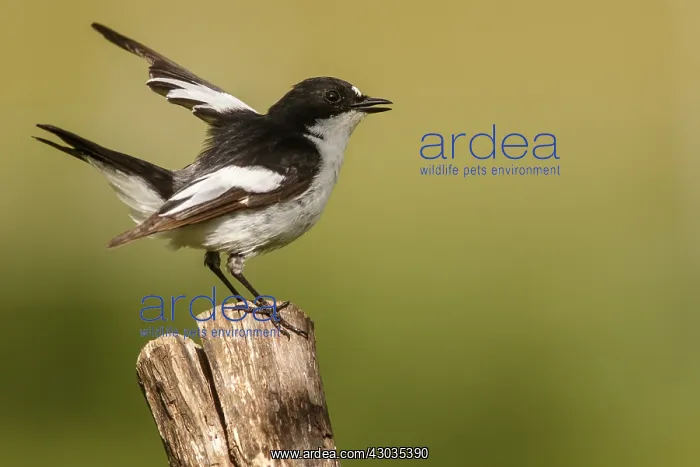 : European Pied Flycatcher - male perched on a : European Pied Flycatcher - male perched on a