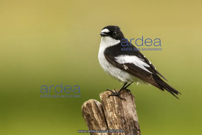 : European Pied Flycatcher - male perched on a : European Pied Flycatcher - male perched on a